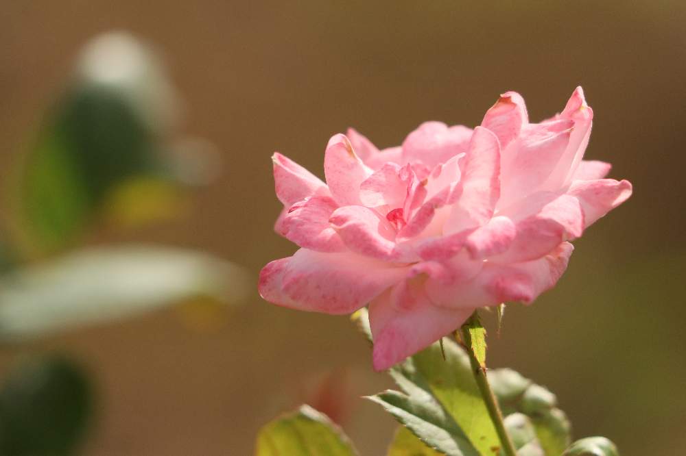 お出かけ先の画像 by Mr. マーさん | お出かけ先と薔薇 クイーンエリザベスとEOSと薔薇愛同盟と相模川ローズガーデン